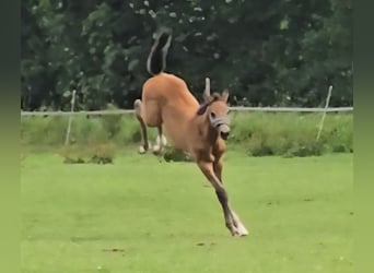 Hanoverian, Mare, 1 year, Grey