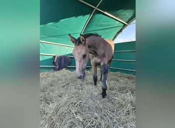 Hanoverian, Mare, 1 year, Grey