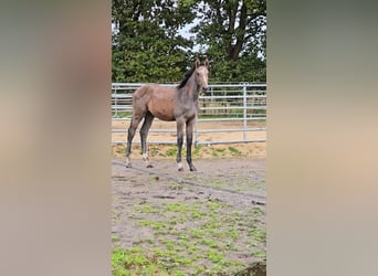 Hanoverian, Mare, 1 year, Grey