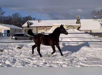 Hanoverian, Mare, 1 year, Grey
