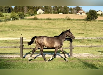 Hanoverian, Mare, 1 year, Grey