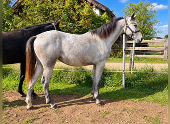 Hanoverian, Mare, 1 year, Grey