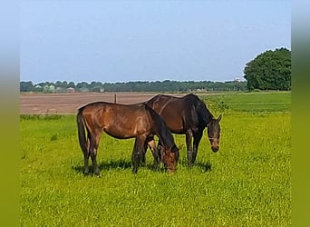 Hanoverian, Mare, 1 year