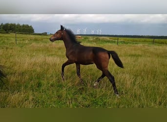 Hanoverian, Mare, 1 year