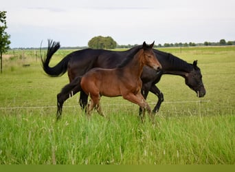 Hanoverian, Mare, 1 year