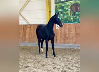 Hanoverian, Mare, 1 year, Smoky-Black