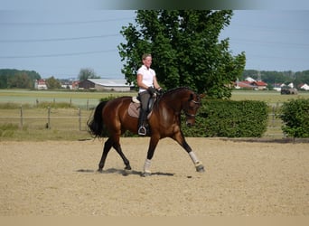Hanoverian, Mare, 20 years, 16.1 hh, Brown