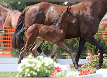 Hanoverian, Mare, 20 years, 16,1 hh, Chestnut