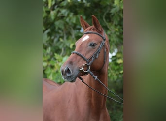 Hanoverian, Mare, 20 years, 16.1 hh, Chestnut-Red