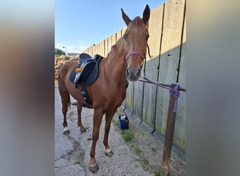 Hanoverian, Mare, 20 years, 16,1 hh, Chestnut-Red