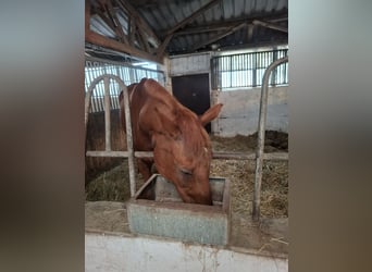 Hanoverian, Mare, 20 years, 16,1 hh, Chestnut-Red