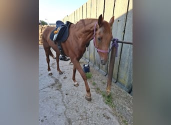 Hanoverian, Mare, 20 years, 16,1 hh, Chestnut-Red