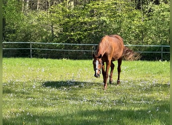 Hanoverian, Mare, 20 years, 16.1 hh, Chestnut-Red