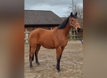 Hanoverian, Mare, 20 years, 16,2 hh, Brown-Light