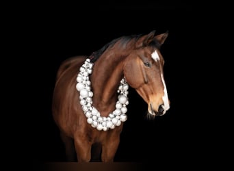 Hanoverian, Mare, 20 years, 16 hh, Brown