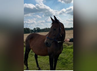 Hanoverian, Mare, 20 years, 16 hh, Brown