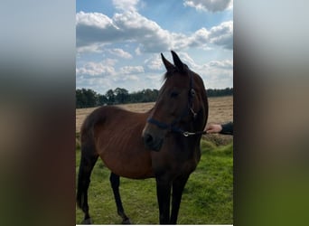 Hanoverian, Mare, 20 years, 16 hh, Brown