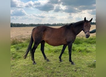 Hanoverian, Mare, 20 years, 16 hh, Brown