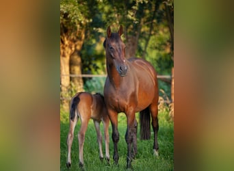 Hanoverian, Mare, 20 years, 16,1 hh, Bay-Dark