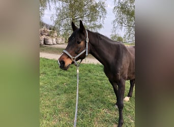 Hanoverian, Mare, 20 years, 16,1 hh, Brown