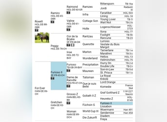 Hanoverian, Mare, 20 years, 16,1 hh, Chestnut-Red