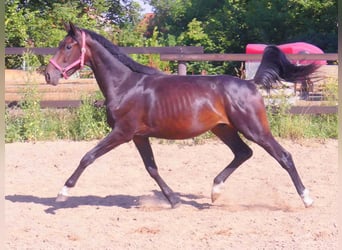Hanoverian, Mare, 20 years, 16,1 hh, Chestnut-Red