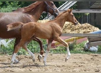 Hanoverian, Mare, 20 years, 16,1 hh, Chestnut-Red