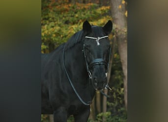 Hanoverian, Mare, 20 years, 16,2 hh, Black