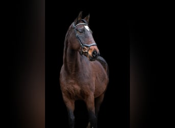 Hanoverian, Mare, 20 years, 16,2 hh, Brown
