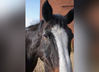Hanoverian, Mare, 21 years, 15,2 hh, Brown