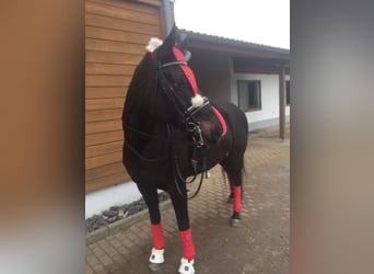 Hanoverian, Mare, 21 years, 16.2 hh, Smoky-Black