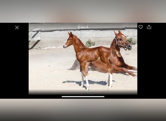 Hanoverian, Mare, 21 years, 16 hh, Chestnut-Red