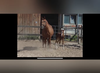 Hanoverian, Mare, 21 years, 16 hh, Chestnut-Red