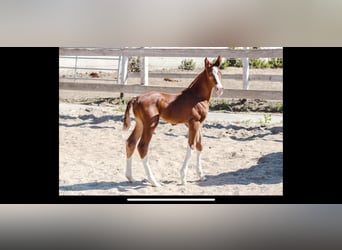 Hanoverian, Mare, 21 years, 16 hh, Chestnut-Red