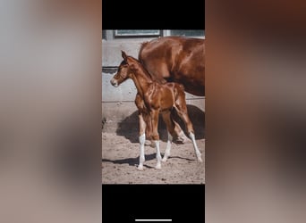 Hanoverian, Mare, 21 years, 16 hh, Chestnut-Red
