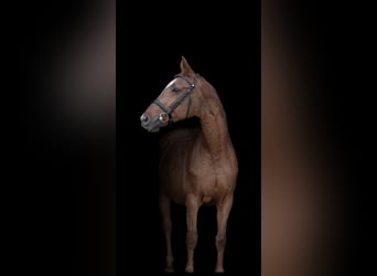 Hanoverian, Mare, 21 years, 16 hh, Chestnut-Red