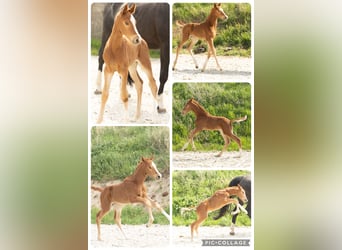 Hanoverian, Mare, 21 years, 16 hh, Chestnut-Red