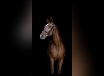 Hanoverian, Mare, 21 years, 16 hh, Chestnut-Red