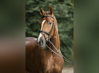 Hanoverian, Mare, 21 years, 16,3 hh, Chestnut