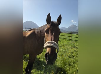 Hanoverian, Mare, 21 years, Bay-Dark