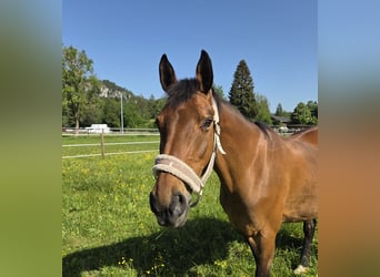 Hanoverian, Mare, 21 years, Bay-Dark