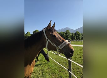 Hanoverian, Mare, 21 years, Bay-Dark