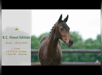 Hanoverian, Mare, 22 years, 16.3 hh, Chestnut