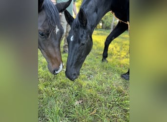 Hanoverian, Mare, 22 years, 16 hh, Black