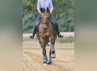 Hanoverian, Mare, 22 years, 16 hh, Brown