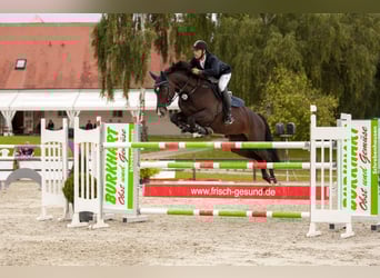 Hanoverian, Mare, 22 years, 16,2 hh, Smoky-Black
