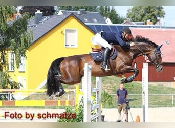 Hanoverian, Mare, 22 years, 16,2 hh, Smoky-Black