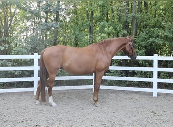 Hanoverian, Mare, 23 years, 15.3 hh, Chestnut-Red