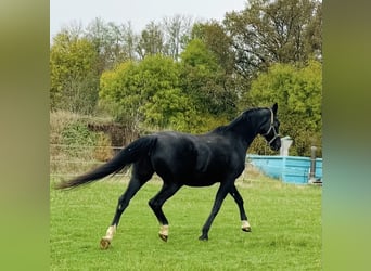 Hanoverian, Mare, 23 years, 16.2 hh, Black