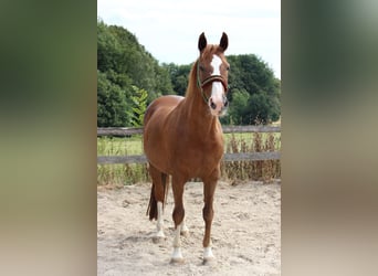 Hanoverian, Mare, 23 years, 16 hh, Chestnut-Red